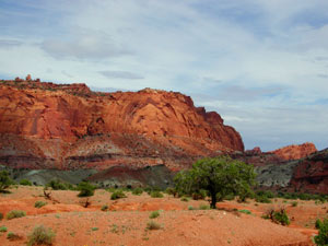 Red cliffs abound ~ western Capitol Reef NP Utah