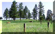 Deer in the meadows near Devils Tower Wyoming