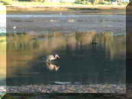 Great Blue Heron Fishin for dinner