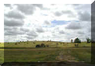 hay for the cows ndw.jpg (33723 bytes)