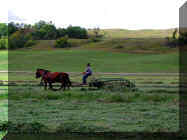makin hay 