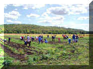pickin potatoes 