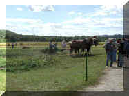 potatoe plowing 