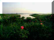 salisbury salt marsh 