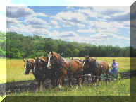 six horse team at Sodbuster days in ND
