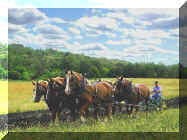Six horse plow