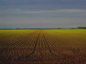 Dakota twilight corn rows