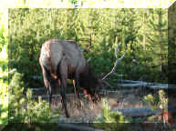 yellowstone_elk