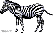 zebra