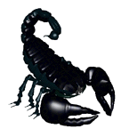 scorpion