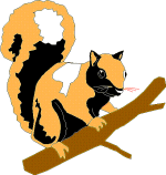 squirrel