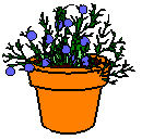 /user/Herbblnk.gif