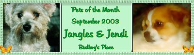 Pets of the Month - Birdboys