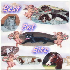 Best petsite Award