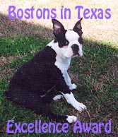 Bostons in Texas Excellence