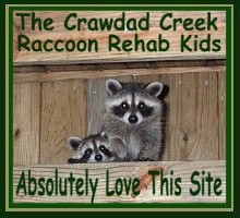 Racoon Kids Award