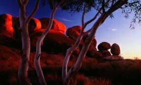 olgas