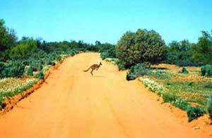 outback_menindee-roo