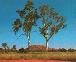 redcentre_ghostgums