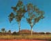 ghost gums in outback Australia
