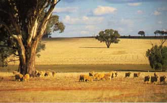 sheepandwheat