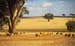 sheep and wheat in outback Australia