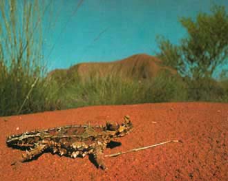 Thorny