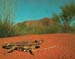 thorny-devil in outback Australia