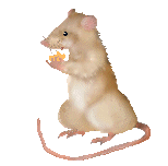 anim0012.gif (51369 bytes)