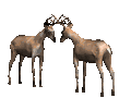 buckterritory_fighting_md_clr.gif (18057 bytes)