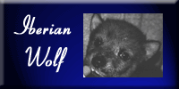 iberianwolf.gif (8645 bytes)