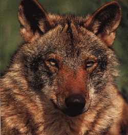clusi07.gif (48459 bytes)