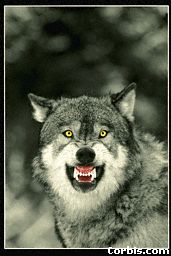 fangs.jpg (11666 bytes)