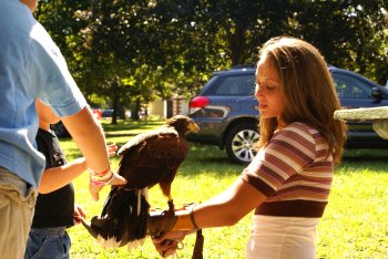 Birds of Prey