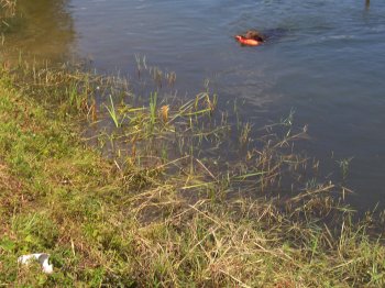 Retriever