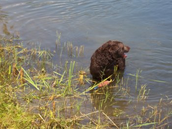 Retriever