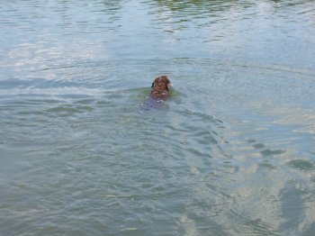 Retriever