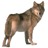 The Lone Wolf