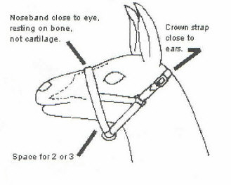 halter.jpg (19221 bytes)