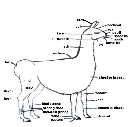 Llama Anatomy