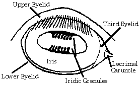 llamaeye.gif (2588 bytes)