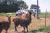 picture9.jpg (51277 bytes)