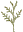Thuja