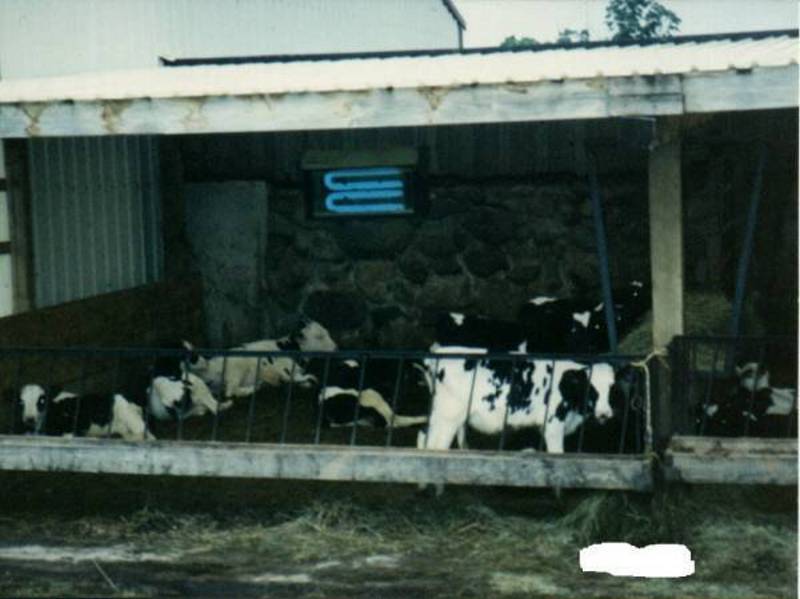 Here's are some Moo Moo's Just Milking the Clock and/or Just Killing Time