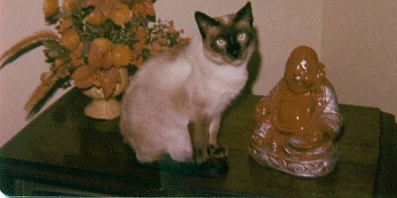 I Could Care Less about the other Cats Just as Long as I have Budda as my Friend