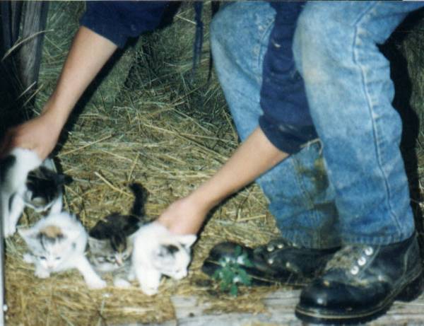 Here's the Tiny and Very Cute Mini Pussycats