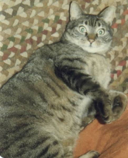 I Bet Those Olympic Judges will give me a 10 for this Rollover Stunt