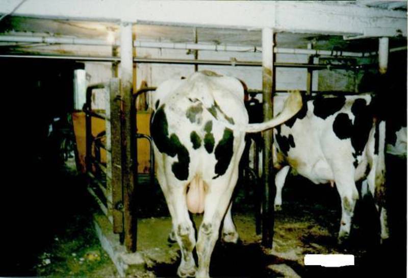 Here's a Rated NC-17 Version of a Cow while it was Turning its back on that Human that took this Picture in the First Place