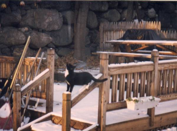 Here our Neighbors' Cat Just Chilling out on a Cold November Afternoon