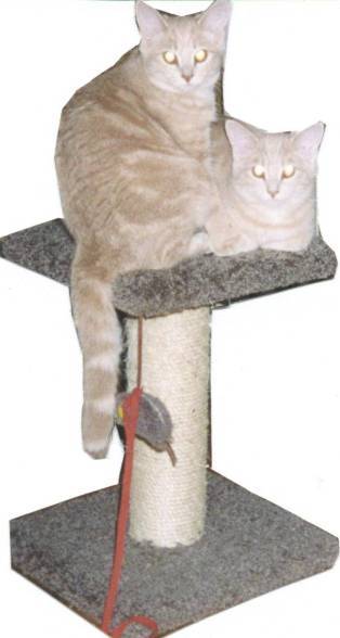 These Cats Rather Share their Catnip Dinner in Private without any Photographers Around
